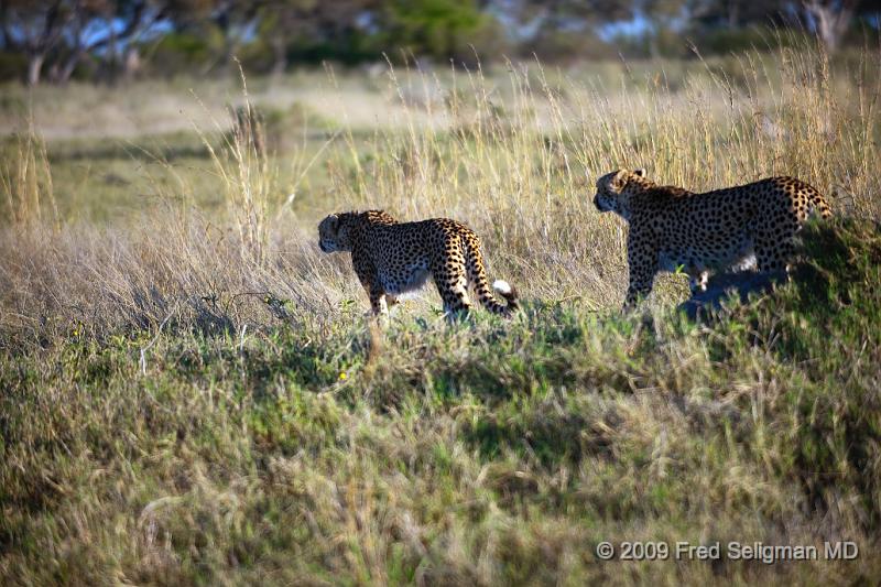 20090618_075108 D3 X1.jpg - Cheetah at Selinda Spillway (Hunda Island) Botswana